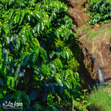 Decaf - Mexico Finca La Laja MWP