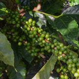 Decaf - Mexico Finca La Laja MWP