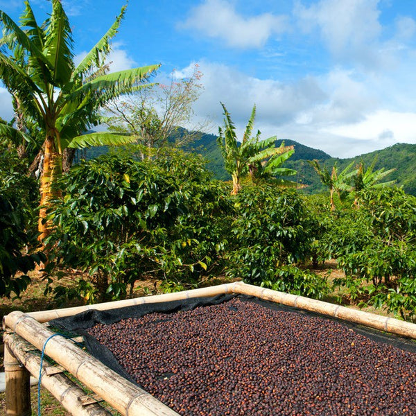 Sumatra Honey Process